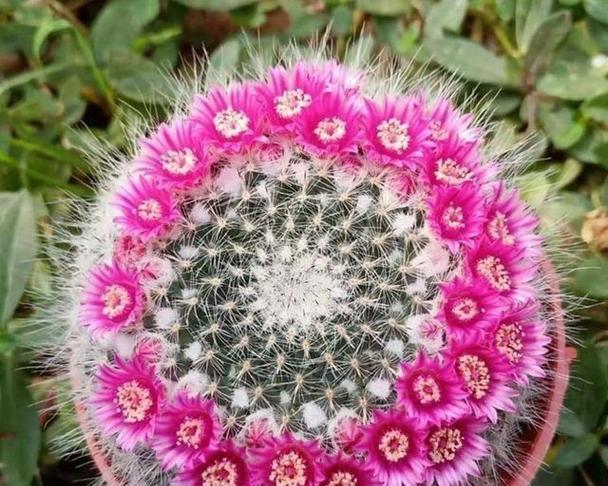 玉翁仙人球如何养护才能常年开花？