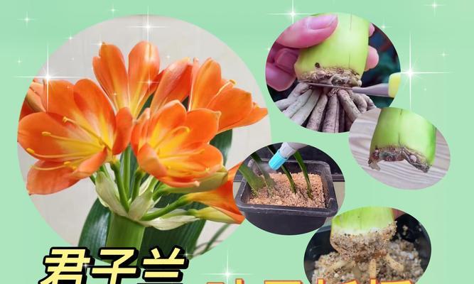 君子兰植料叶子发黄的解决方法是什么？