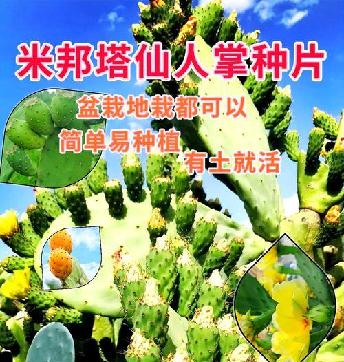 中华仙人掌的冬季养护要点是什么？
