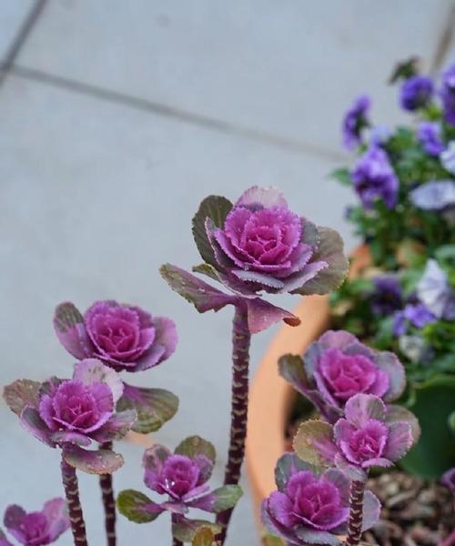 高杆玫瑰花种植技巧？正确的种植方法是什么？