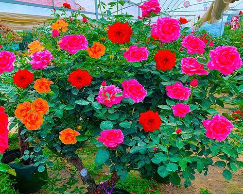 高杆玫瑰花种植技巧？正确的种植方法是什么？