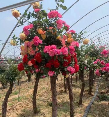 高杆玫瑰花种植技巧？正确的种植方法是什么？