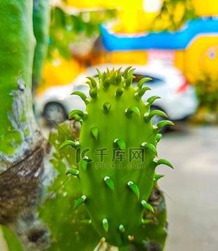 墨西哥仙人掌小蛇的养殖方法是什么？