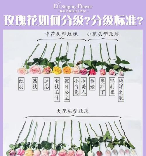 玫瑰花快速生长的秘诀是什么？