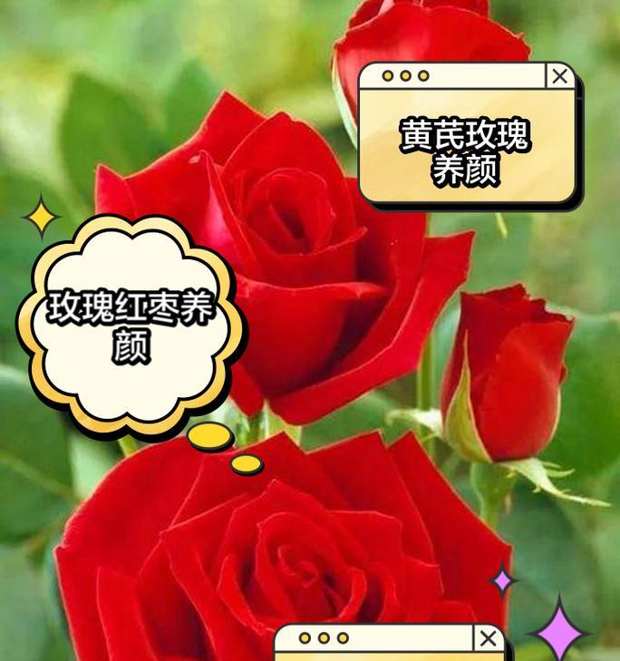玫瑰花快速生长的秘诀是什么？