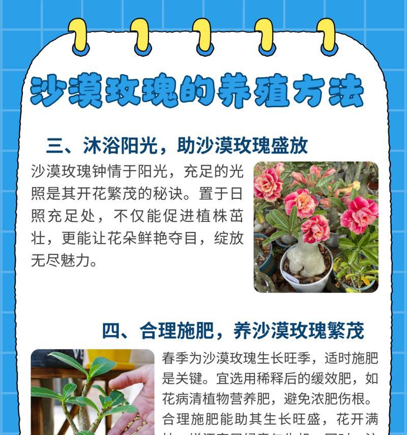 玫瑰花快速生长的秘诀是什么？