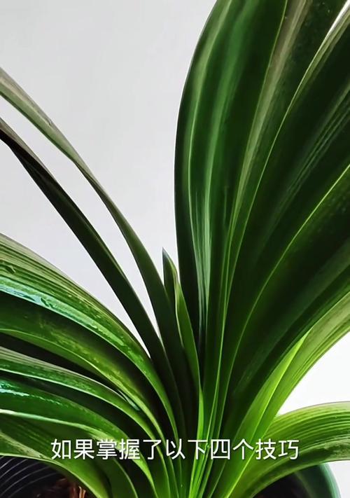 大君子兰从种植到开花需要多长时间？如何加速开花？