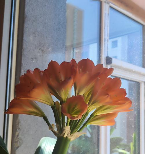 大君子兰从种植到开花需要多长时间？如何加速开花？