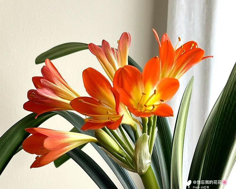 君子兰黑珍珠开花结果需要多久？如何加速其开花过程？