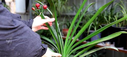 君子兰黑珍珠开花结果需要多久？如何加速其开花过程？