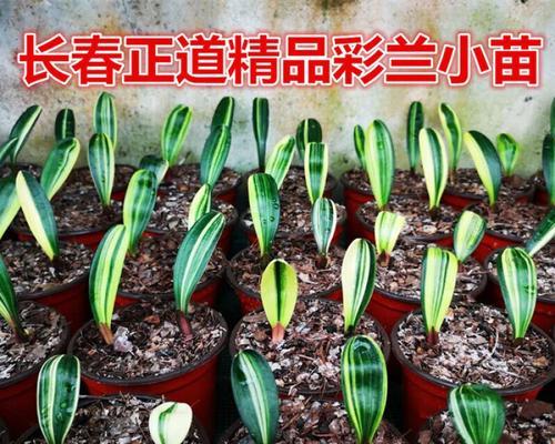 君子兰黑珍珠开花结果需要多久？如何加速其开花过程？