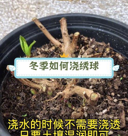 仙人球扦插后浇水的正确方法是什么？多久浇一次？