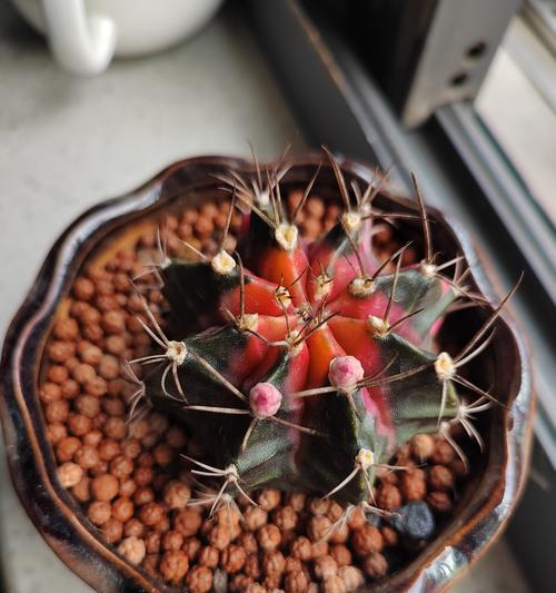 仙人球种植后如何浇水？浇水频率和量是多少？