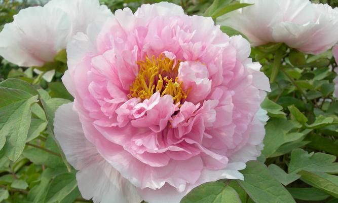 牡丹花中皇冠品种是最好的吗？它的特点是什么？