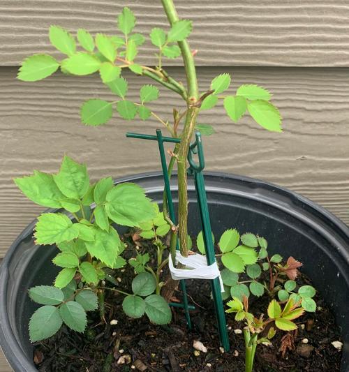 玫瑰花发芽需要多长时间？