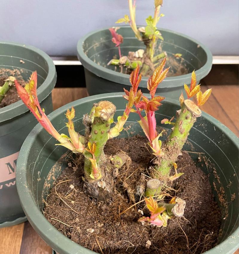 玫瑰花发芽需要多长时间？