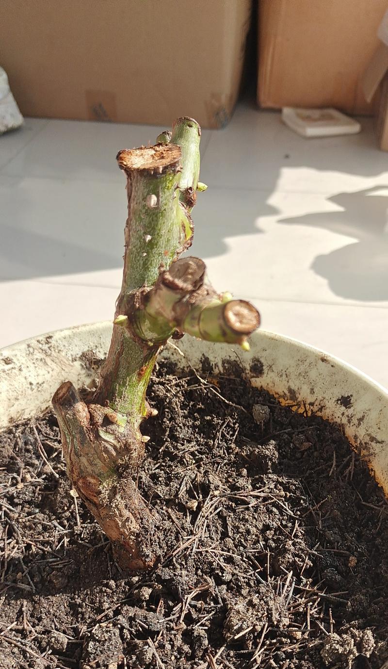 玫瑰花发芽需要多长时间？