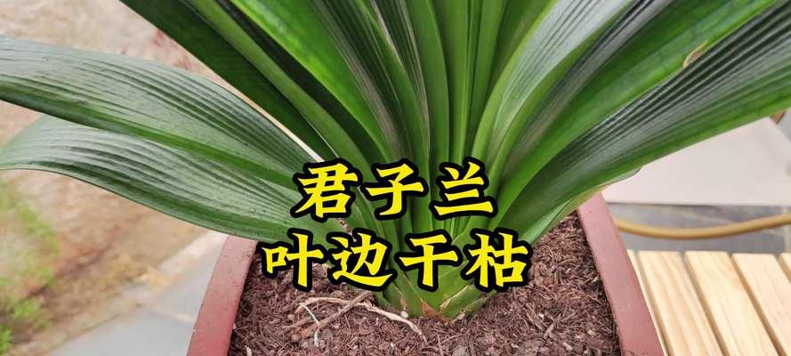君子兰叶子干枯的原因是什么？如何预防和处理？