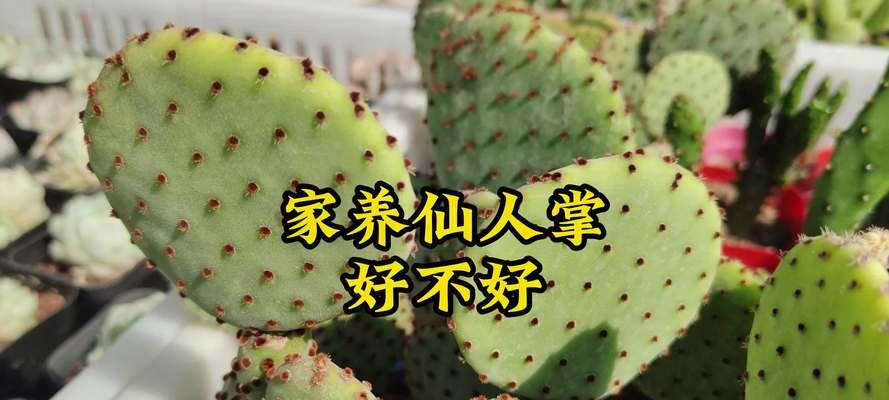 如何快速养活仙人掌苗？