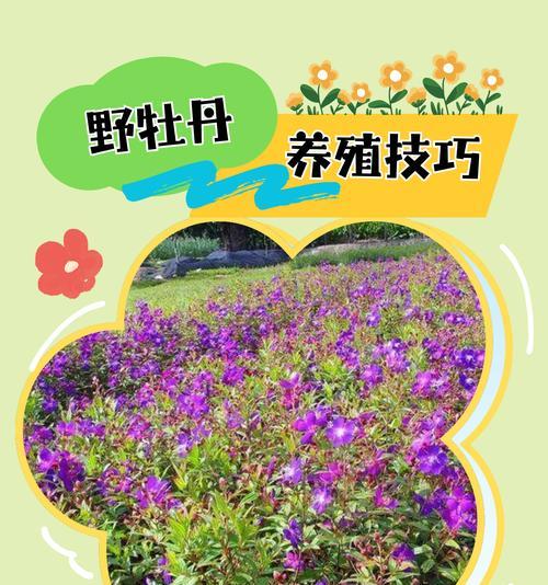 牡丹花生长速度如何？开花前需要哪些养护？