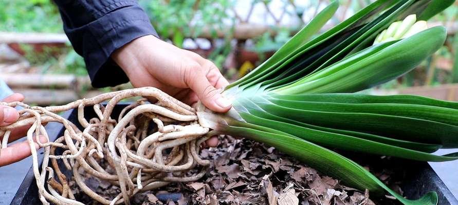 君子兰使用二铵肥料是否适宜？