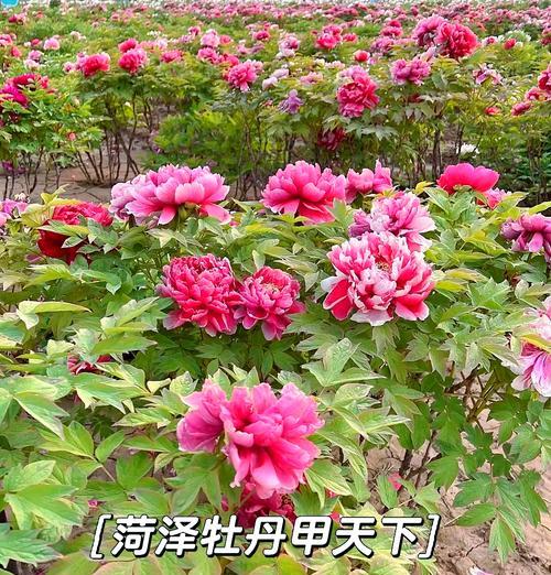 无颜色牡丹花养护和管理的正确方法是什么？