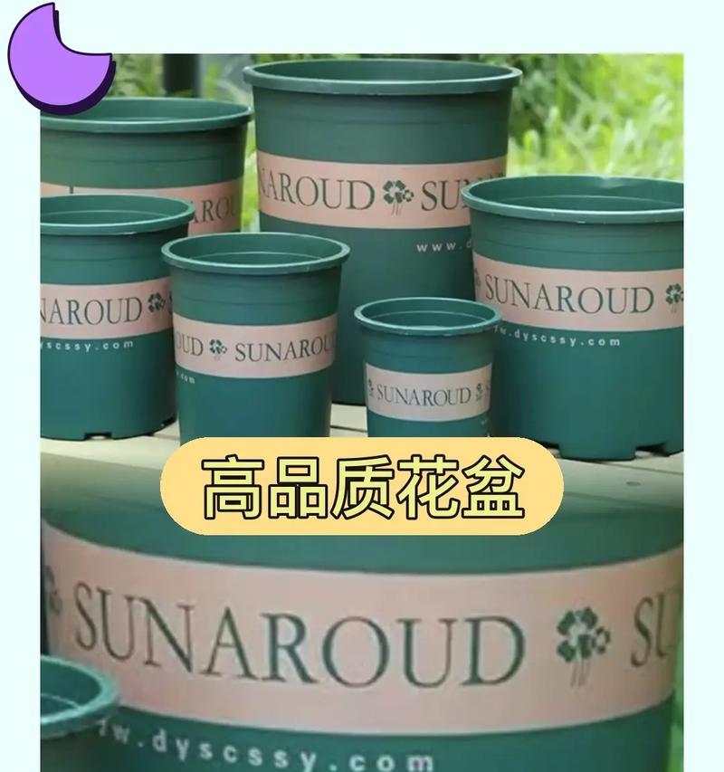 加仑花盆中玫瑰花的养护要点是什么？如何进行日常管理？