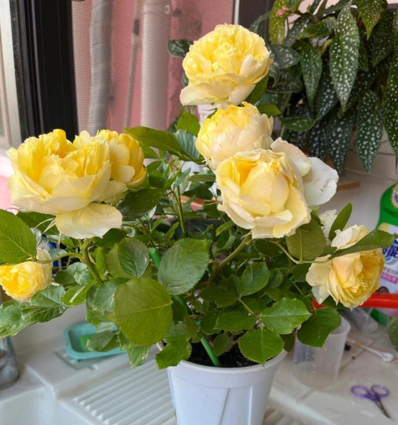 加仑花盆中玫瑰花的养护要点是什么？如何进行日常管理？