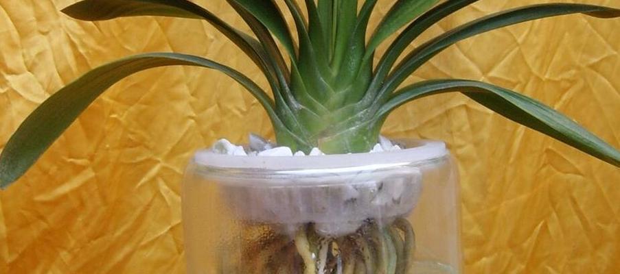 水培君子兰根部黑点的原因？如何处理？