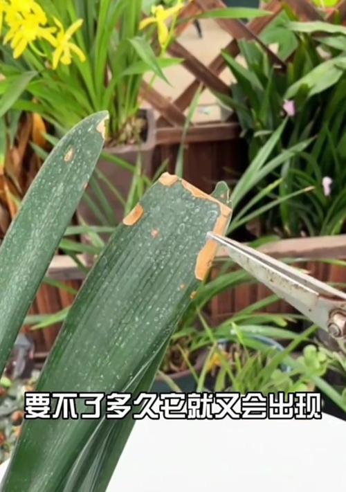 君子兰黄叶出现的原因是什么？如何有效处理？