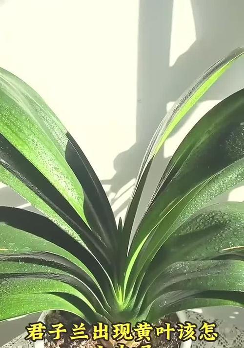 君子兰黄叶出现的原因是什么？如何有效处理？