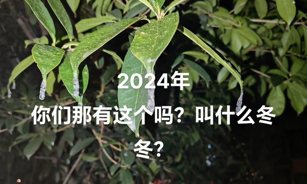 君子兰养护胶水的正确使用方法是什么？