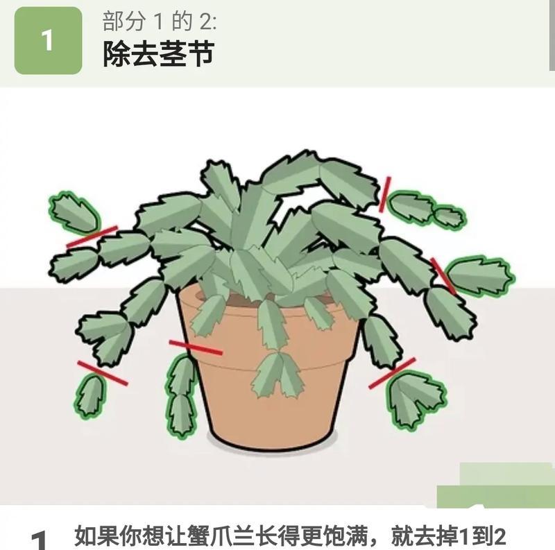 仙人掌种植的基本步骤和注意事项是什么？