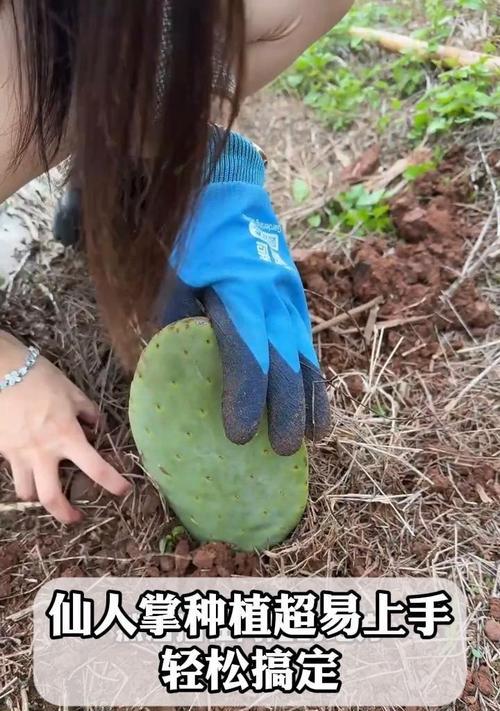 仙人掌种植的基本步骤和注意事项是什么？