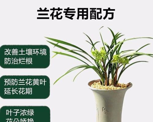 君子兰怎么养专用肥料？专用肥料的选择和使用方法是什么？
