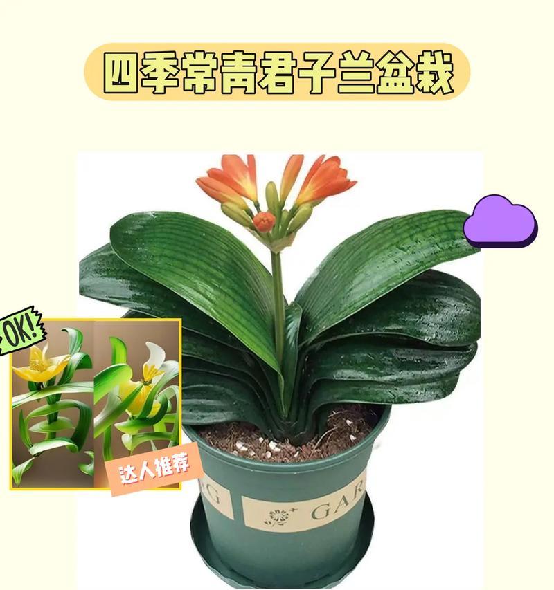 君子兰育苗使用塑料盆好吗？塑料盆养护技巧是什么？