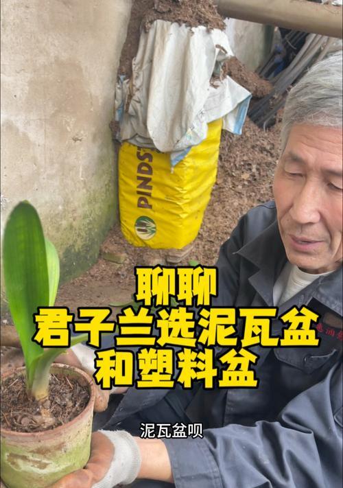 君子兰育苗使用塑料盆好吗？塑料盆养护技巧是什么？