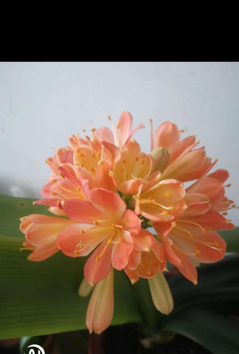 君子兰老桩发芽需要多长时间？