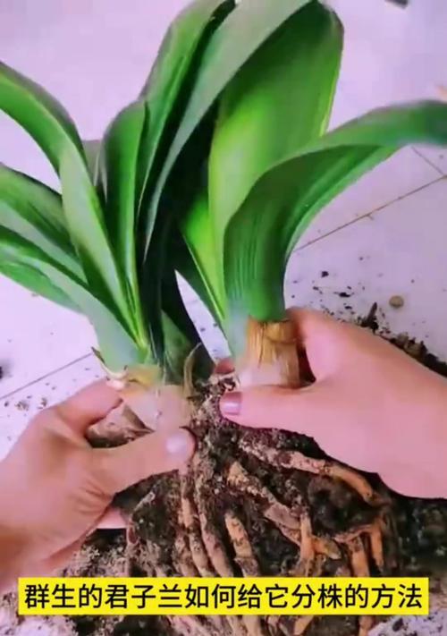 君子兰开花专用肥料的正确使用方法是什么？