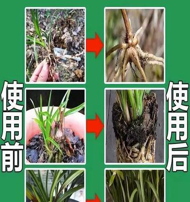 君子兰开花专用肥料的正确使用方法是什么？