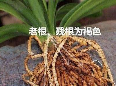 君子兰换盆带花苞时应注意什么？
