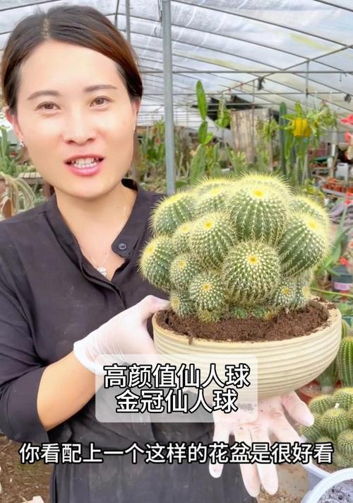 不同仙人球盆栽有哪些区别？