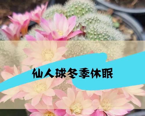 自生根仙人球种植方法是什么？种植后多久能生根？