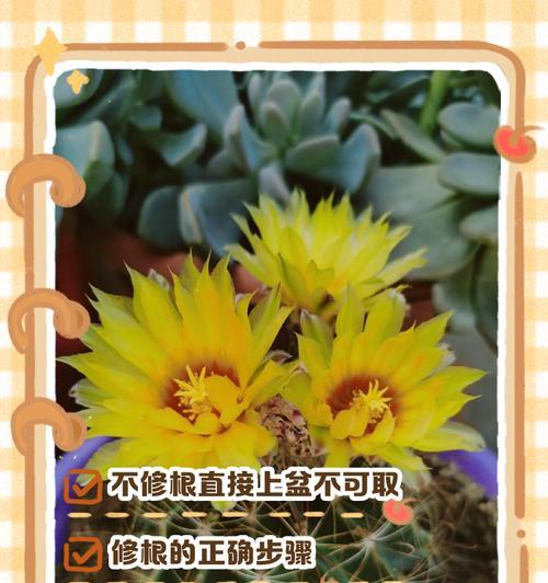 自生根仙人球种植方法是什么？种植后多久能生根？