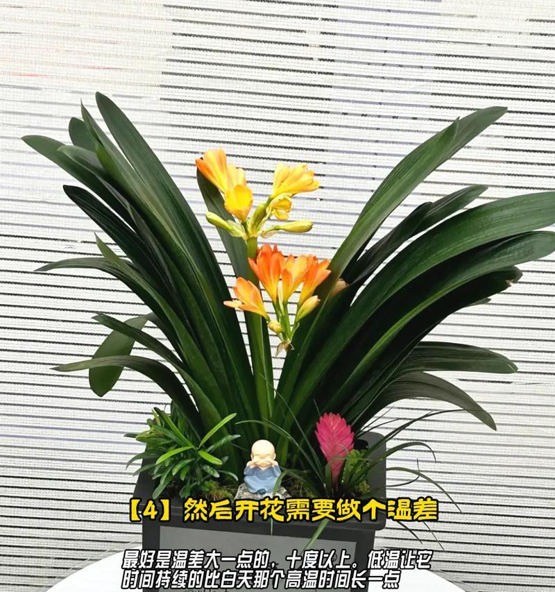 小棵君子兰栽培技巧有哪些？如何提高成活率？