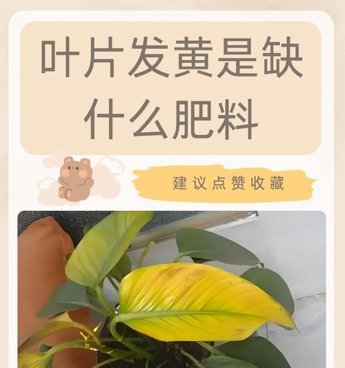 君子兰彩兰叶片黄斑原因？如何处理黄斑问题？