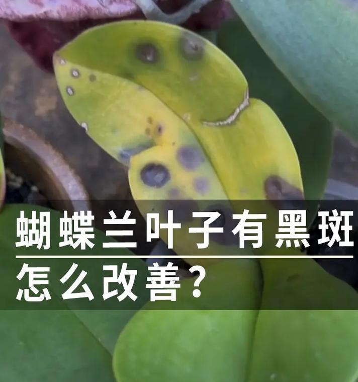 君子兰彩兰叶片黄斑原因？如何处理黄斑问题？