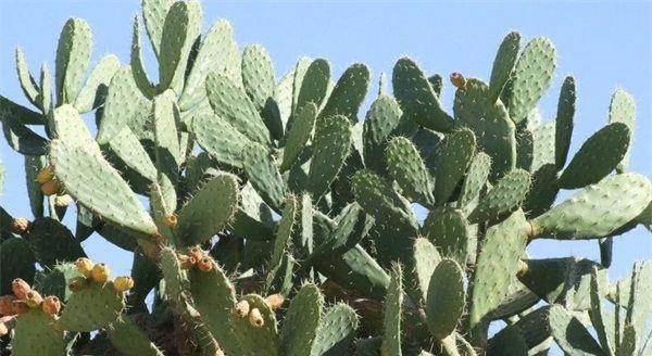 温水袋仙人掌种植方法？