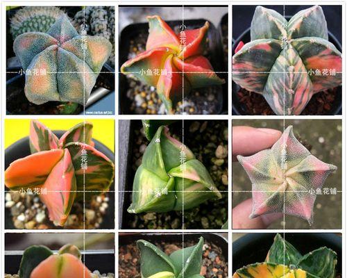温水袋仙人掌种植方法？