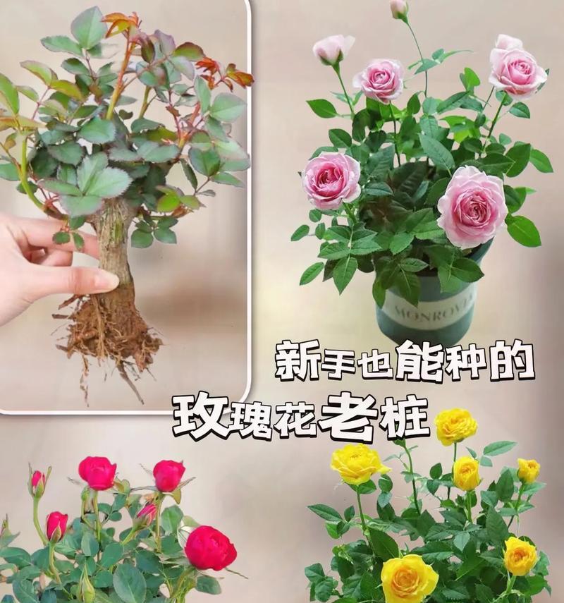 矮盆插花技巧是什么？玫瑰花如何正确插入？